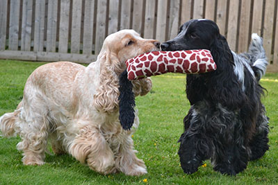 Two cocker spaniels sharing a tug toy on a lawn