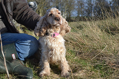 A cream cocker spaniel sitting beside someone in wellies on a grassy bank