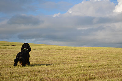 A black cocker spaniel in a wide stubble field under a big sky