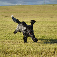 A cocker spaniel running flat out across an open field