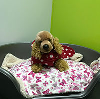 A golden cocker spaniel curled up on a blanket in a dog bed
