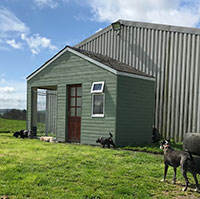 The kennel building on grass with dogs outside in the sunshine