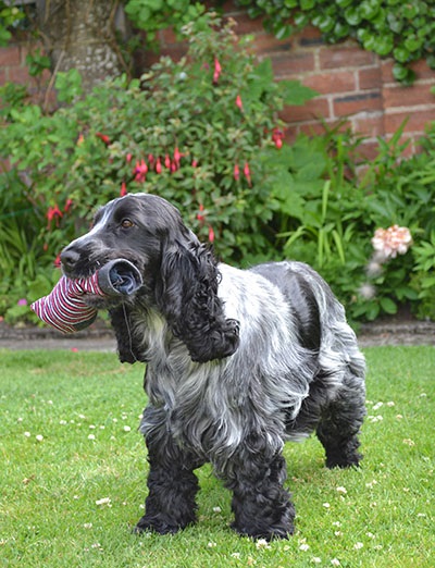 A blue roan cocker spaniel on a lawn holding a rope toy