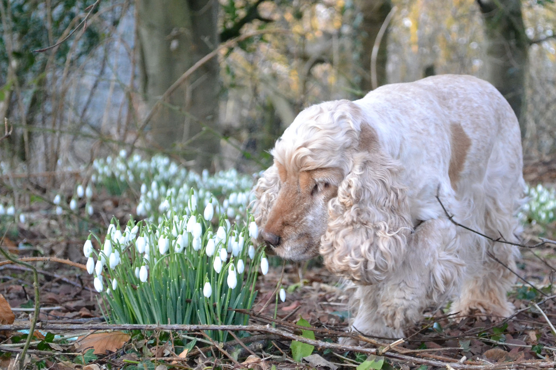 A cream cocker spaniel nosing through snowdrops in bare winter woodland