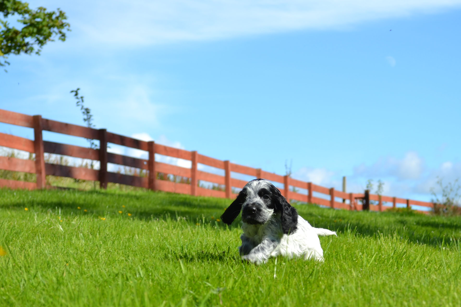 A blue roan cocker spaniel puppy lying in bright grass by a fence