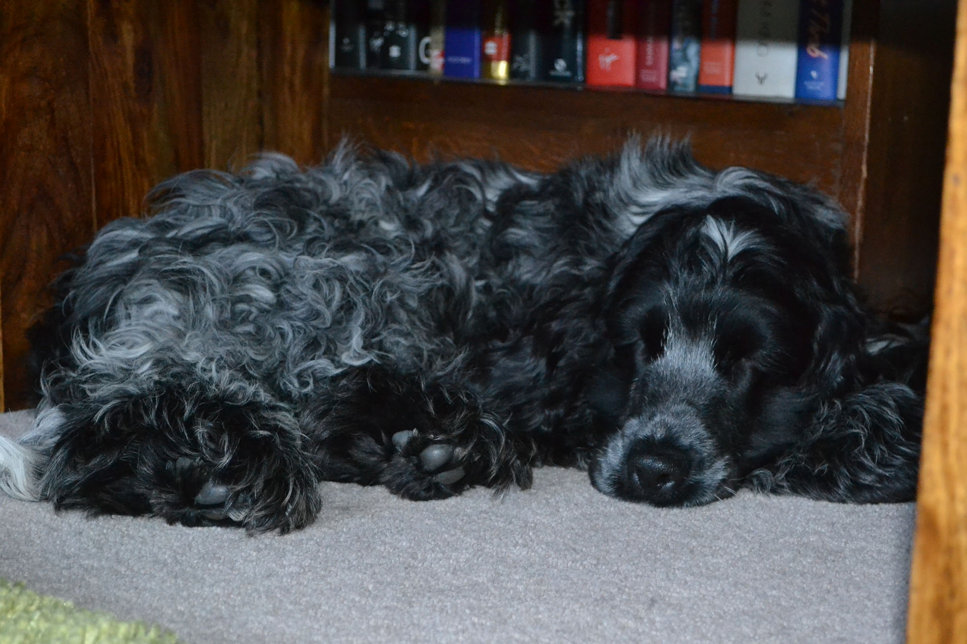 Two black cocker spaniels asleep side by side in a wooden alcove