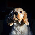 Bailey, a young cream cocker spaniel with her head tilted