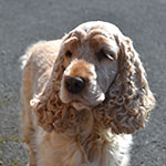 Holly, a golden cocker spaniel, looking at the camera