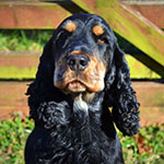 Heidi, a black and tan cocker spaniel, in front of a wooden gate